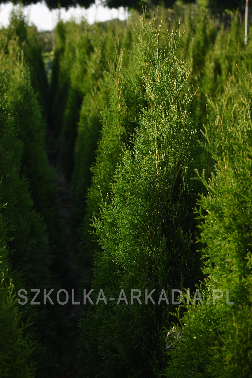 Żywotnik zachodni 'Smaragd'